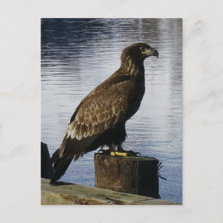 Postal Águila calva en el muelle, isla Unalaska