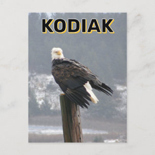 Postal Águila Calva En Kodiak, Alaska