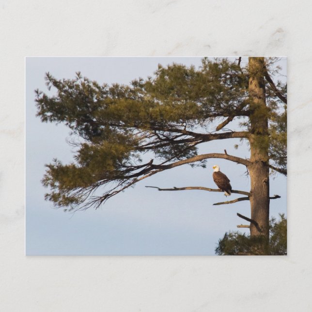 Postal Águila Calva En Un Árbol De Pino (Anverso)