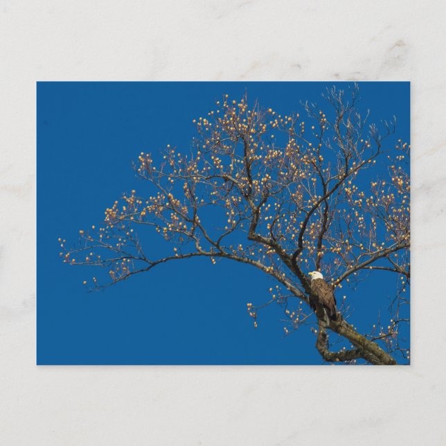 Postal Águila Calva En Un Árbol De Tulipanes (Anverso)
