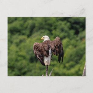 Postal Águila calva en una rama