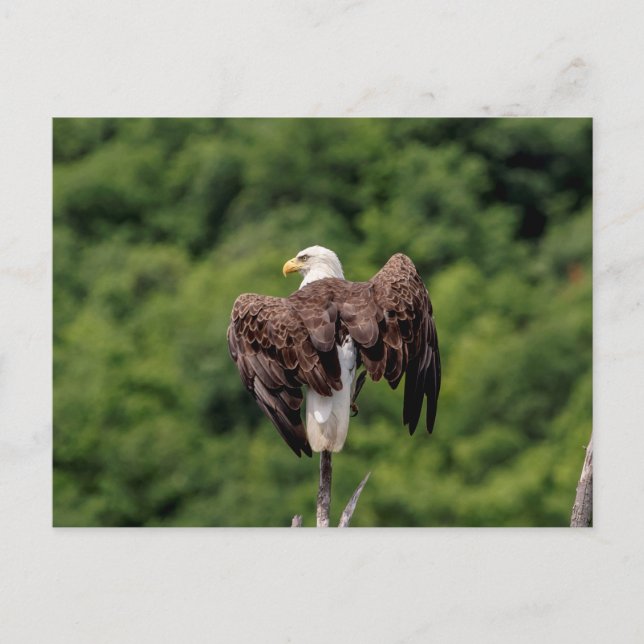 Postal Águila calva en una rama (Anverso)