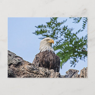 Postal Águila calva en una rama de árbol