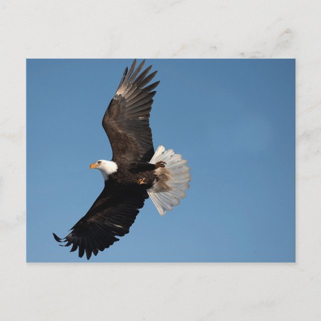 Postal Águila calva en vuelo (Anverso)