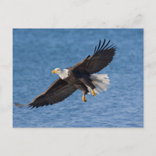 Postal Águila calva en vuelo