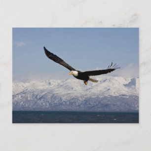Postal Águila calva en vuelo, Haliaeetus leucocephalus, 3
