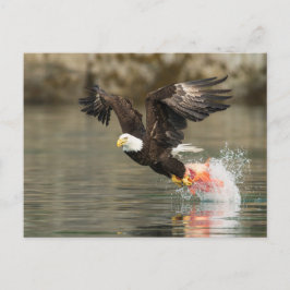 Postal Águila calva explosiva