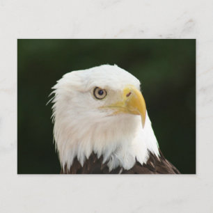 Postal Águila Calva Foto