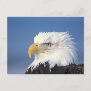 Postal águila calva, Haliaeetus leuccocephalus,