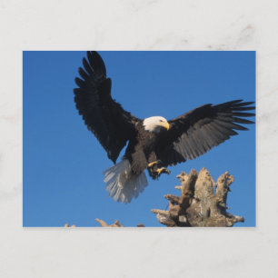 Postal águila calva, Haliaeetus leuccocephalus, aterrizan