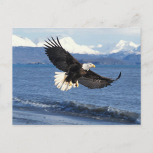 Postal águila calva, Haliaeetus leuccocephalus, en vuelo