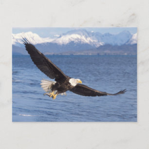 Postal águila calva, Haliaeetus leucocephalus, en vuelo 4