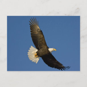 Postal Águila calva, Haliaeetus leucocephalus, Homer,
