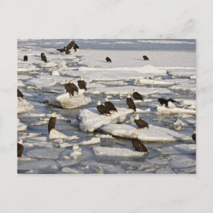 Postal Águila calva, Haliaeetus leucocephalus, Homer, 2