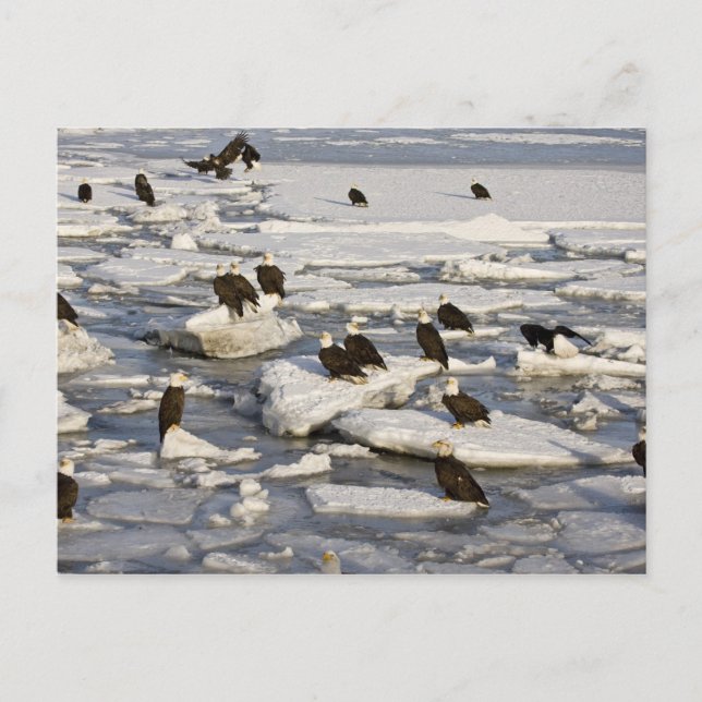 Postal Águila calva, Haliaeetus leucocephalus, Homer, 2 (Anverso)