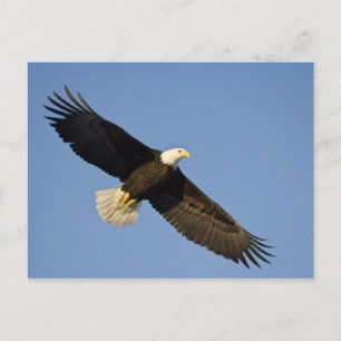 Postal Águila calva, Haliaeetus leucocephalus, Homer, 4