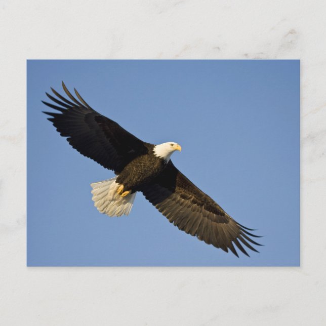 Postal Águila calva, Haliaeetus leucocephalus, Homer, 4 (Anverso)