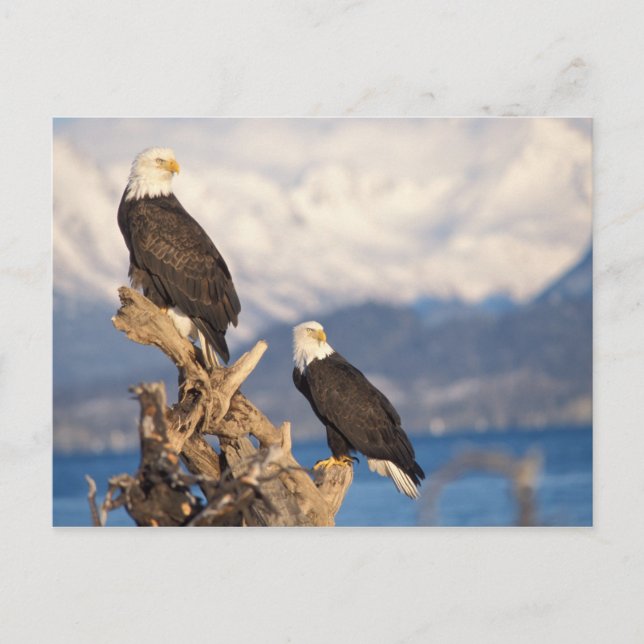 Postal águila calva, Haliaetus leuccocephalus, par (Anverso)