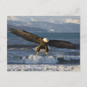 Postal Águila calva, Haliaetus leucocephalus, Homer, 3