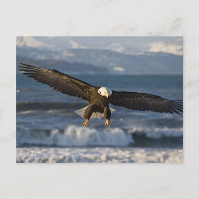 Postal Águila calva, Haliaetus leucocephalus, Homer, 3 (Anverso)