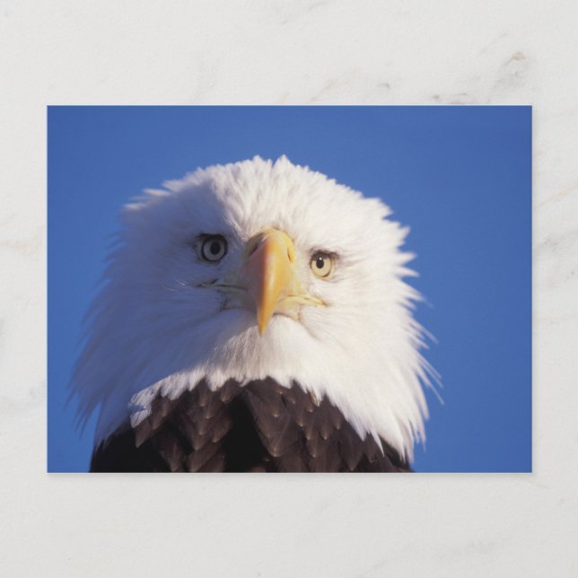 Postal águila calva, Haliaetus leucocephalus, tiro en la  (Anverso)