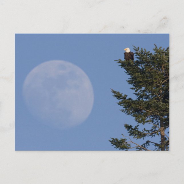 Postal Águila calva | Luna llena creciente (Anverso)