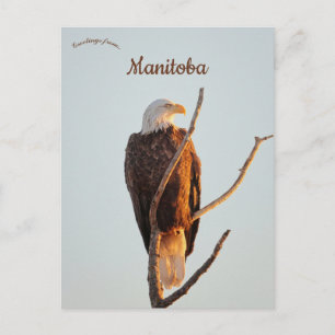 Postal Águila Calva Observando el Amanecer en Manitoba