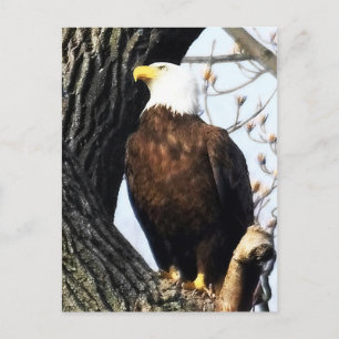 Postal Águila Calva, Orgullosa Y Fuerte
