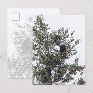 Postal Águila calva P2825