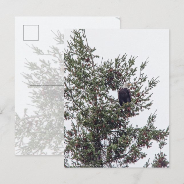 Postal Águila calva P2825 (Anverso / Reverso)