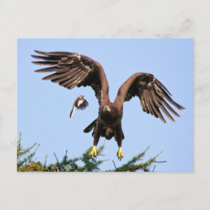 Postal Águila calva perseguida por un sinsonte