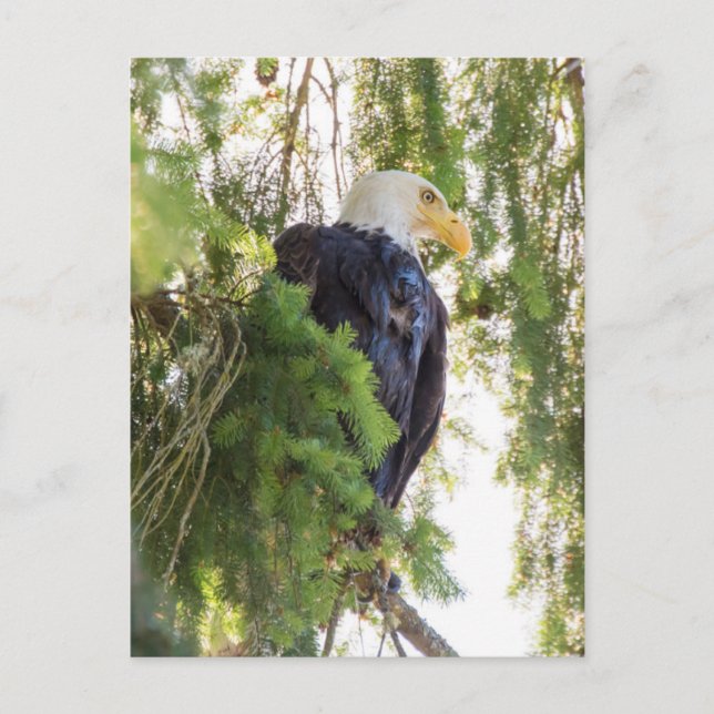 Postal Águila calva posa en Abeto de Douglas (Anverso)