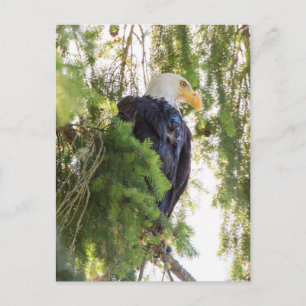 Postal Águila calva posada en Abeto de Douglas