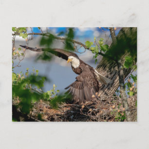Postal Águila calva saliendo del nido