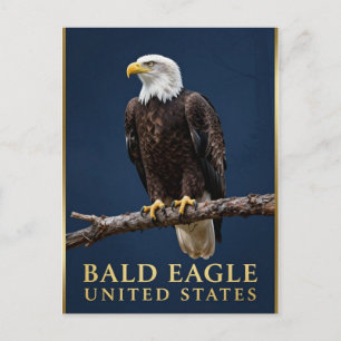 Postal 🦅 Águila Calva Salvaje Americana