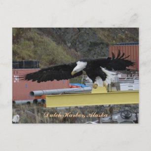 Postal Águila calva sobrevolando un muelle, puerto holand
