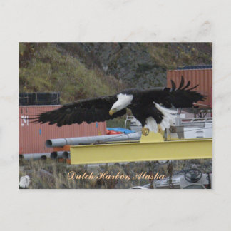 Postal Águila calva sobrevolando un muelle, puerto holand