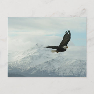 Postal Águila calva y montañas