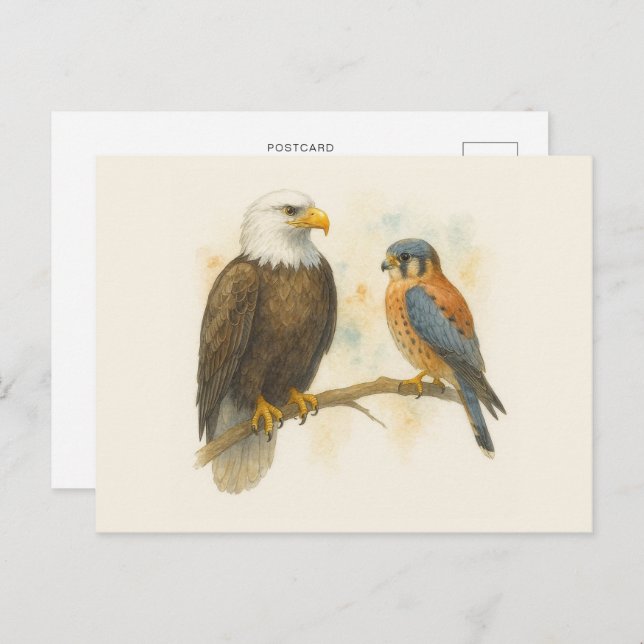 Postal Águila calva y raptor de cernícalo cestrel america (Anverso / Reverso)