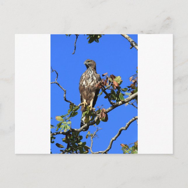 Postal Águila de halcón en Sri Lanka (Anverso)