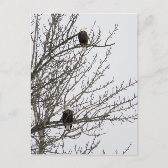 Postal Águila doble (Anverso)