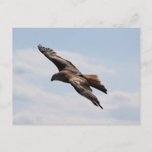 Postal Águila en el cielo