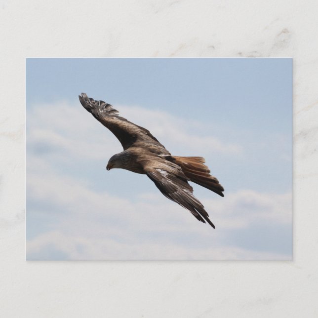 Postal Águila en el cielo (Anverso)