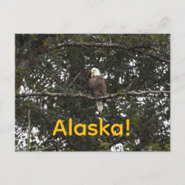 Postal Águila en los árboles