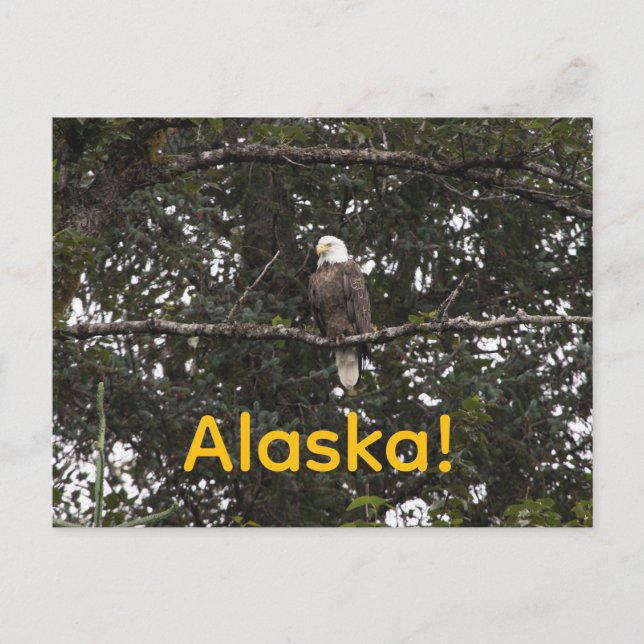 Postal Águila en los árboles (Anverso)