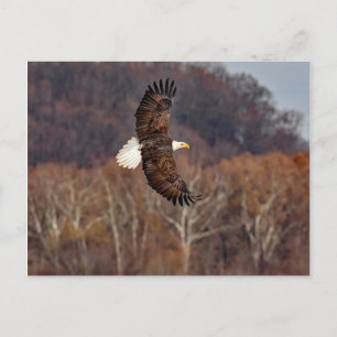 Postal Águila En Otoño