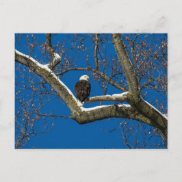 Postal Águila en un árbol nevado