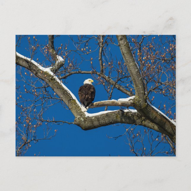 Postal Águila en un árbol nevado (Anverso)
