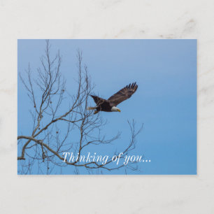Postal Águila En Vuelo