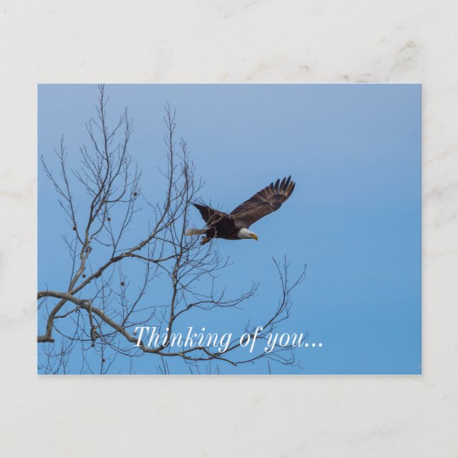 Postal Águila En Vuelo (Anverso)